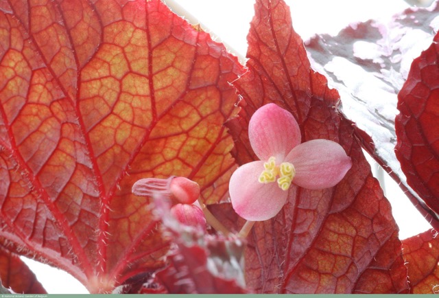 B. ‘Perle’